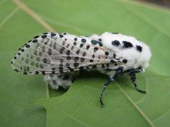 Leopard Moth (Zeuzera pyrina)