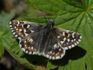 Bakkesmyger (Pyrgus malvae) Bakkesmyger (Pyrgus malvae)