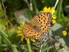 Adippeperlemorvinge (Argynnis adippe)