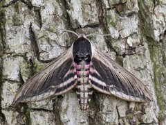 Ligustersvermer (Sphinx ligustri)