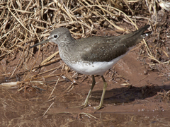 Skogsnipe (Tringa ochropus)