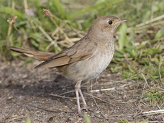 Thrush Nightingale (Luscinia luscinia)
