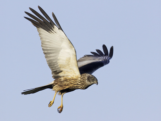 Sivhauk (Circus aeruginosus) Sivhauk (Circus aeruginosus)
