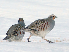 Grey Partridge (Perdix perdix)