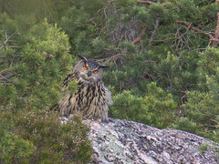 Hubro (Bubo bubo)