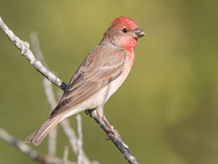 Common Rosefinch (Carpodacus erythrinus)