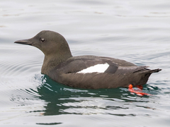 Black Guillemot (Cepphus grylle)