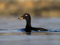 White-winged Scoter (Melanitta fusca)
