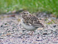 Wood Lark (Lullula arborea)
