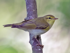 Wood Warbler (Phylloscopus sibilatrix)