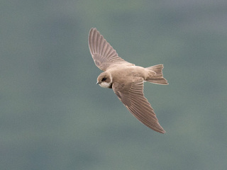 Sandsvale (Riparia riparia) Sandsvale (Riparia riparia)