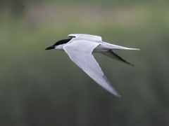 Gull-billed Tern (Gelochelidon nilotica)