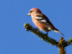 Two-barred Crossbill (Loxia leucoptera)