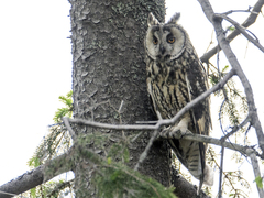 Hornugle (Asio otus)