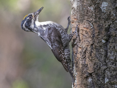 Three-toed Woodpecker (Picoides tridactylus)
