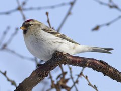Arctic Redpoll (Acanthis hornemanni)