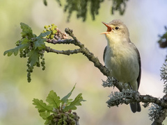 Icterine Warbler (Hippolais icterina)