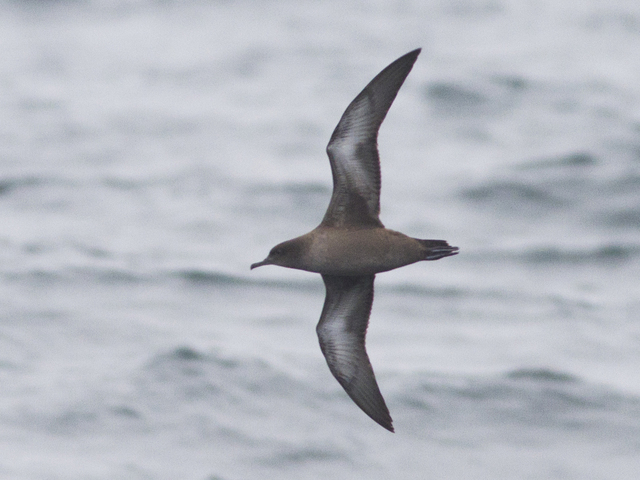Grålire (Ardenna griseus)