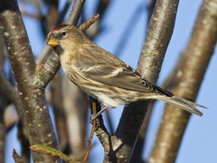 Brunsisik (Carduelis cabaret)