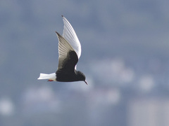 White-winged Black Tern (Chlidonias leucopterus)