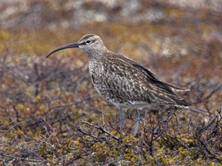 Småspove (Numenius phaeopus) Småspove (Numenius phaeopus)