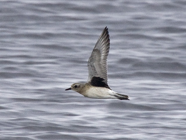 Tundralo (Pluvialis squatarola)