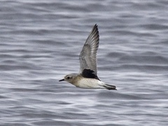 Tundralo (Pluvialis squatarola)