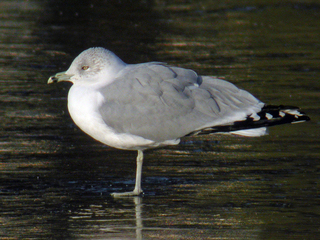 Ringnebbmåke (Larus delawarensis)