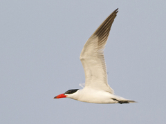 Caspian Tern (Hydroprogne caspia)