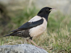 Rosenstær (Sturnus roseus)