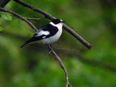 Halsbåndfluesnapper (Ficedula albicollis)