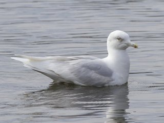 Grønlandsmåke (Larus glaucoides) Grønlandsmåke (Larus glaucoides)