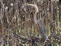 Purple Heron (Ardea purpurea)