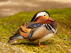 Mandarin Duck (Aix galericulata)