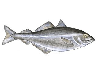 Beinfisk (Actinopterygii) Beinfisk (Actinopterygii)