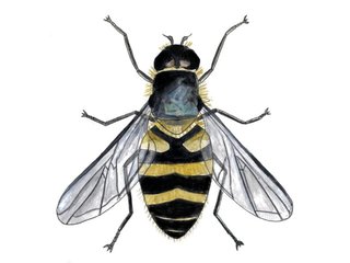 Insekter (Insecta) Insekter (Insecta)
