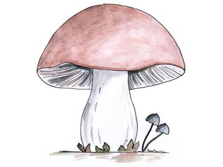 Soppriket (Fungi)