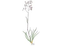 Grasfamilien (Poaceae)