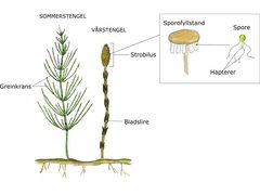 Snelleplanter (Sphenopsida)