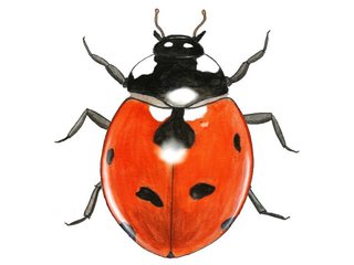 Dyreriket (Animalia) Dyreriket (Animalia)