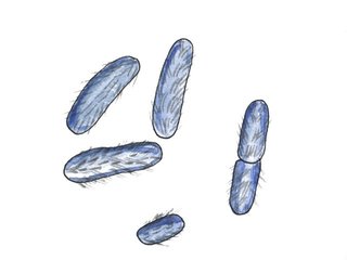 Bakterieriket (Eubacteria)