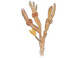 Brunalgar (Phaeophyta)