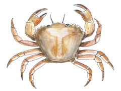 Krepsdyr (Crustacea)