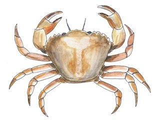 Krepsdyr (Crustacea) Krepsdyr (Crustacea)