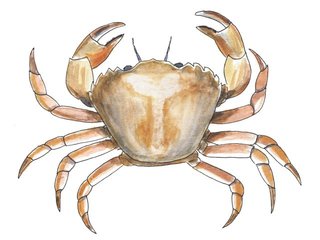 Krepsdyr (Crustacea)