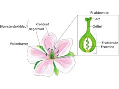 Dekkfrøete blomsterplanter (Magnoliophyta)