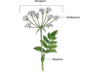 Skjermplantefamilien (Apiaceae)