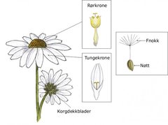 Kurvplantefamilien (Asteraceae)