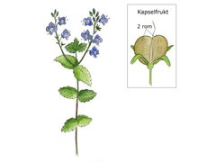 Maskeblomstfamilien (Plantaginaceae)