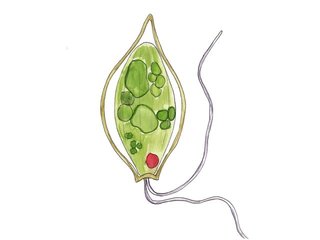 Urdyrriket (Cercozoa) Urdyrriket (Cercozoa)